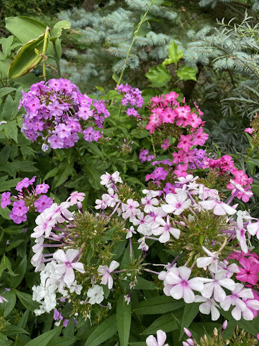 Self-seeding Phlox in my front bed