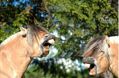 Funny Horses | WaLLpaper