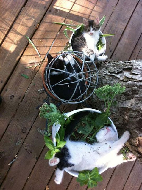 Cats and plants