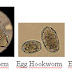 Eggs In Stool Microscopy