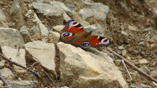 Aglais io DSC163013