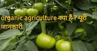 Organic agriculture क्या है पूरी जानकारी