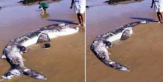 plesiosaurus mati di pesisir pantai