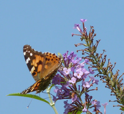 painted lady