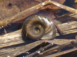 Planorbarius corneus DSC101592