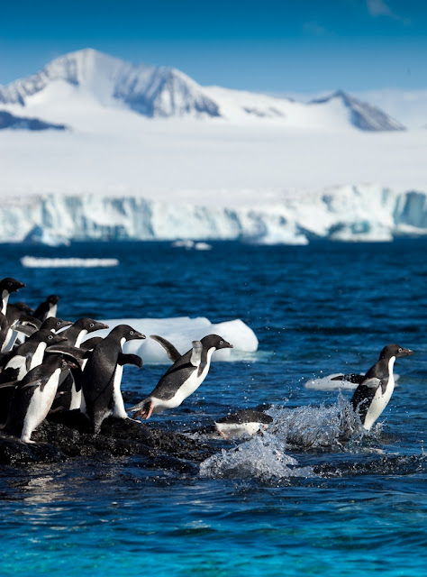 baby penguin pictures