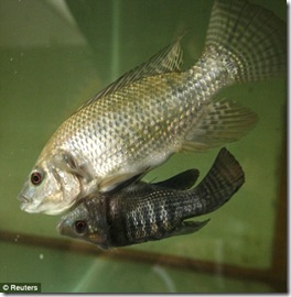 twin fish attached at the stomach 02