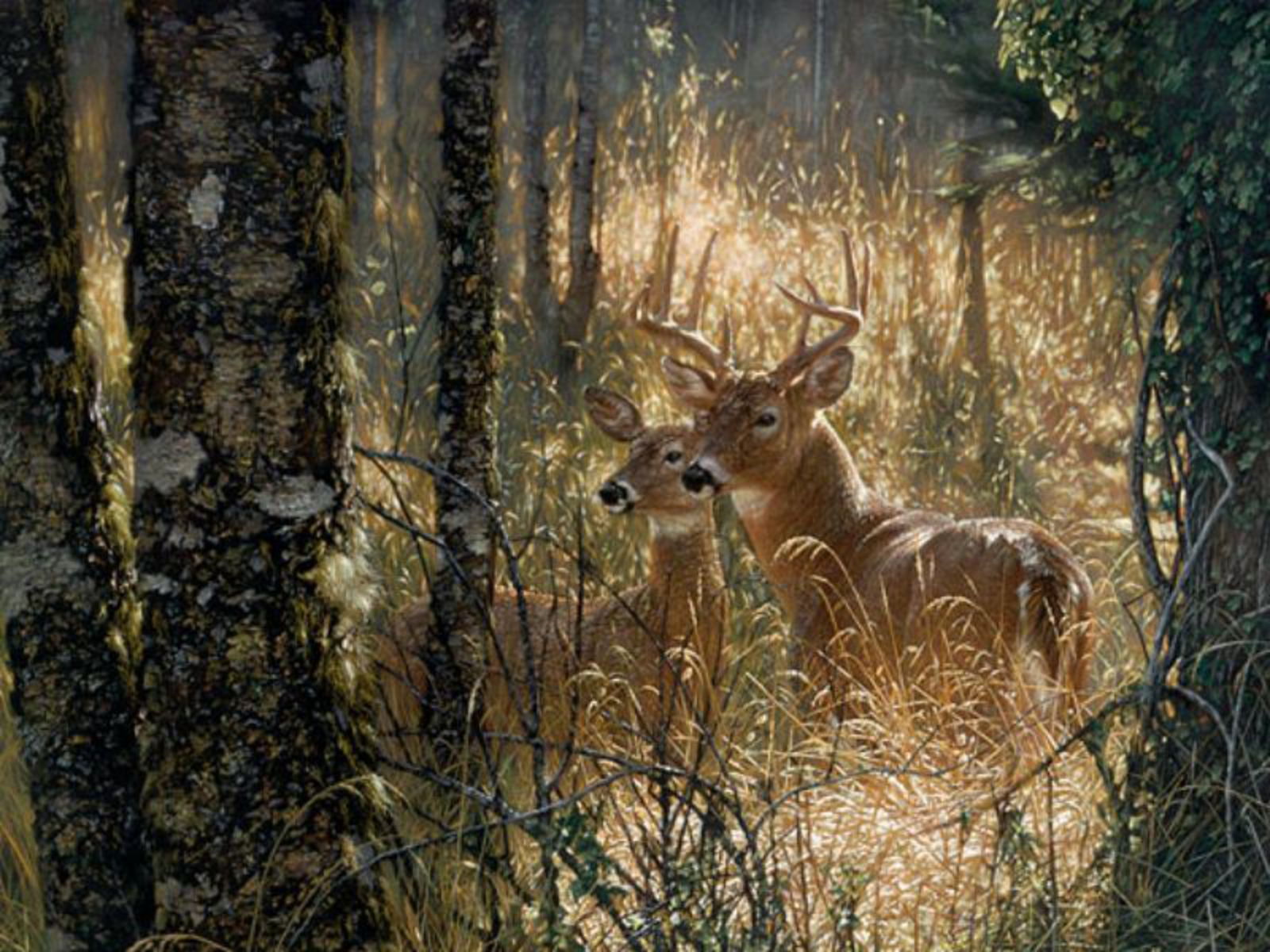 High Definition deer wallpapers,High Definition deer wallpaper,High