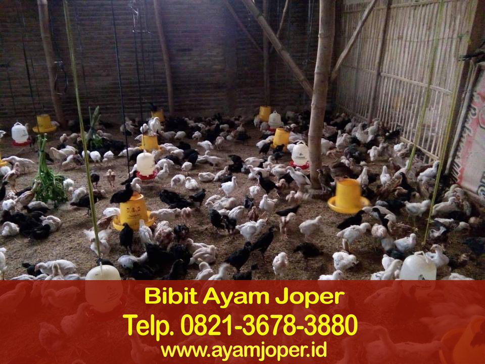 Jual Doc Joper Bogor 