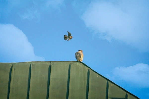 Christo being mobbed by a kestrel.