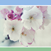 Multi Hover Effect On Blogger Images Using Pure CSS