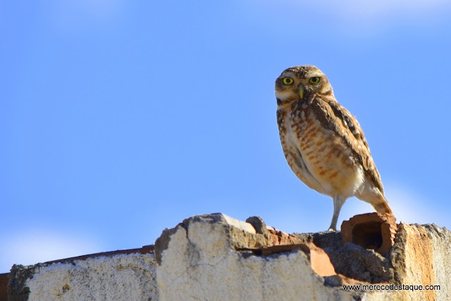 A foto em destaque: Coruja Buraqueira