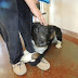 Surrendered Dog Wraps His Paws Around A Woman’s Leg, Begging Her To Stay