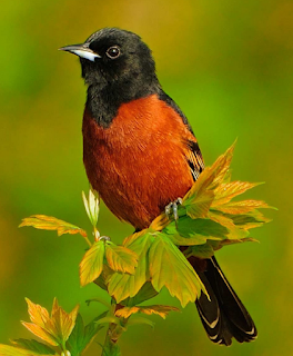 Orchard oriole song mp3