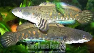 Mengenal 9 Jenis Ikan Gabus Yang Cantik dan Menawan Untuk Akuarium