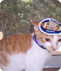 Mow Pictures 015