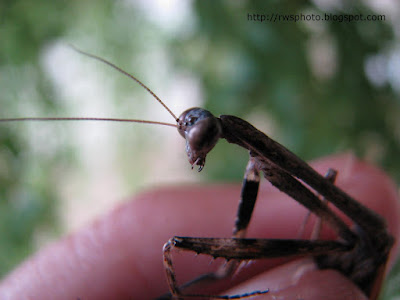 Brown Praying Mantis of Borneo