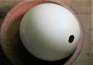 Ostrich egg shell