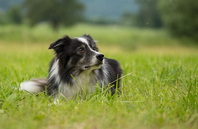 service-dog-breeds