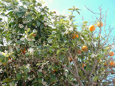 Orange Tree, Agia Napa