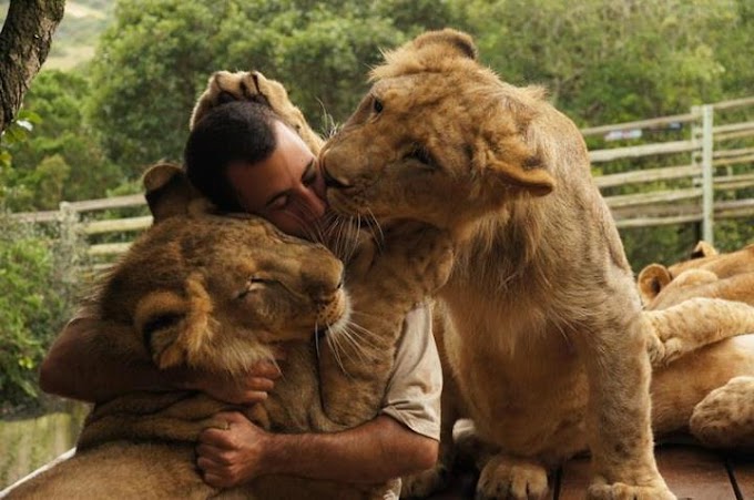 Kevin richardson the lion whisperer