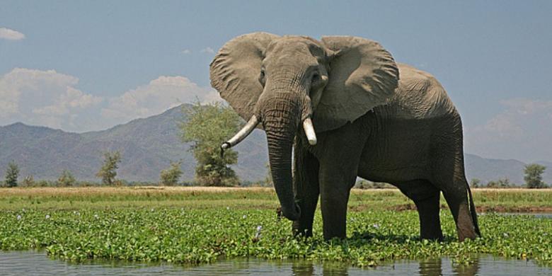 Apa Musuh Gajah  yang Paling Besar Belajar Sampai Mati