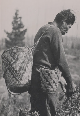 Picking huckleberries in Columbia National Forest, ca 1936