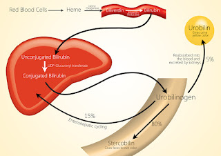 Bilirubin, बिलिरुबिन,