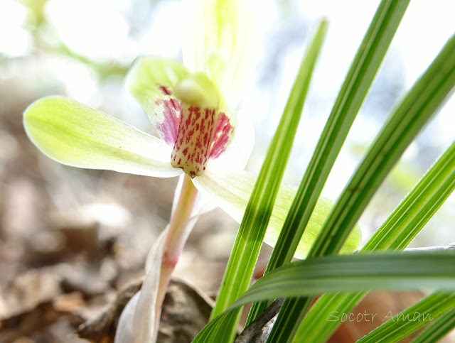 Cymbidium goeringii