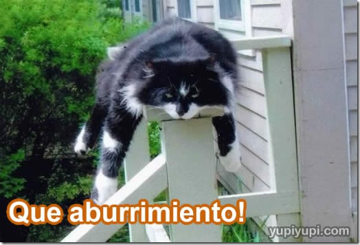 animales aburridos (4)