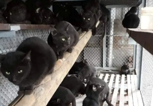 Black cats farmed in Vietnam waiting to be boiled alive and turned into paste to cure Covid!!