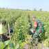 Babinsa Terus Dampingi Petani, Agar Kebutuhan Buah Melon Di Kecamatan Miri Terpenuhi