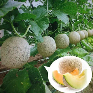 Sejarah Melon Indonesia