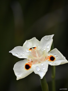 wild iris