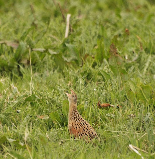 Corncake on Mull