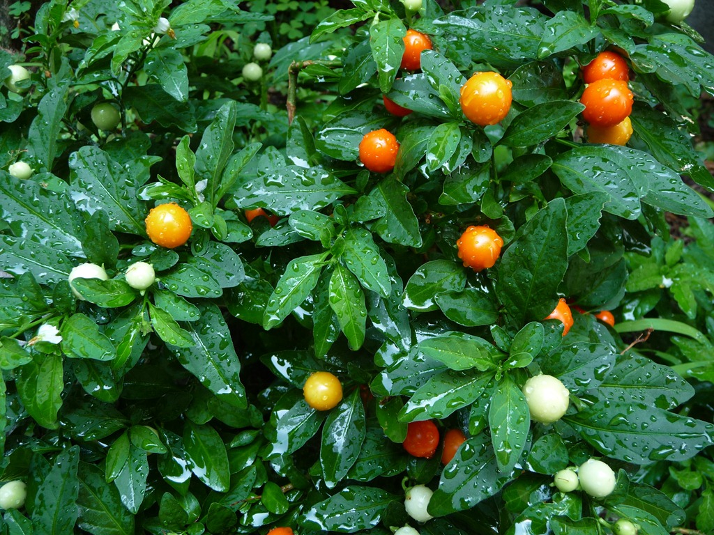 Herbal And Home Treatments Winter Cherry Withania Somniferum Ashwagandha Asgandh Herbal And Home Treatments Winter Cherry Withania Somniferum Ashwagandha Asgandh