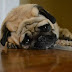 Symptoms that your dog is depressed/sad