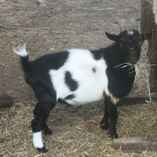 2019 goat kidding schedule, kidding schedule, goat farm, baby goats, 