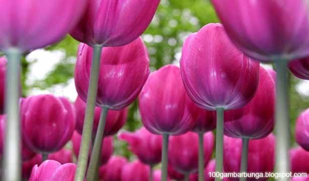Cara Menanam Bunga Tulip di Indonesia Gambar Bunga 
