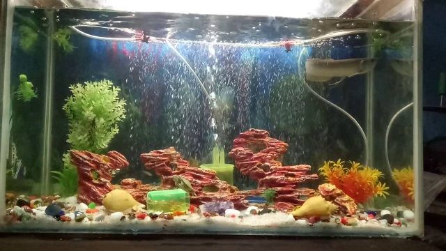 Ide Penting Ikan Di Aquarium, Contoh Hiasan