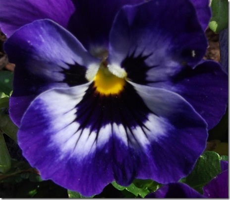 Indigo and white pansy with face