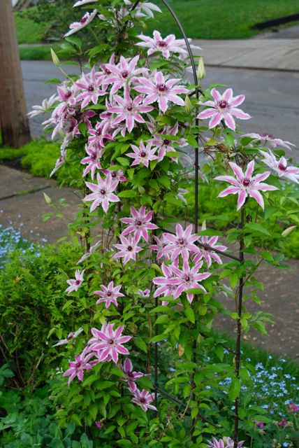 I like to shield the root balls of my Clematis. Clematis 'Nellie Moser' is shaded by Sedum 'Autumn Joy', Geranium macrorrhizum 'Bevan's Variety' and an arbor vitae ball to one side. 