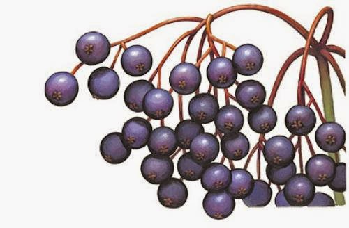 Elderberry Cordial