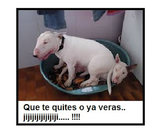 IMAGENES GRACIOSAS DE BULL TERRIER PARA COMPARTIR