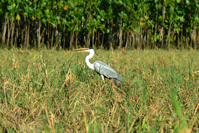 Guyane, marais de Kaw, Jal voyages, caïman, oiseaux