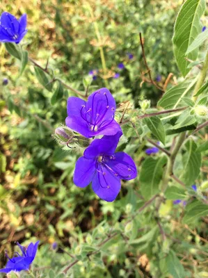 Hydrolea spinosa