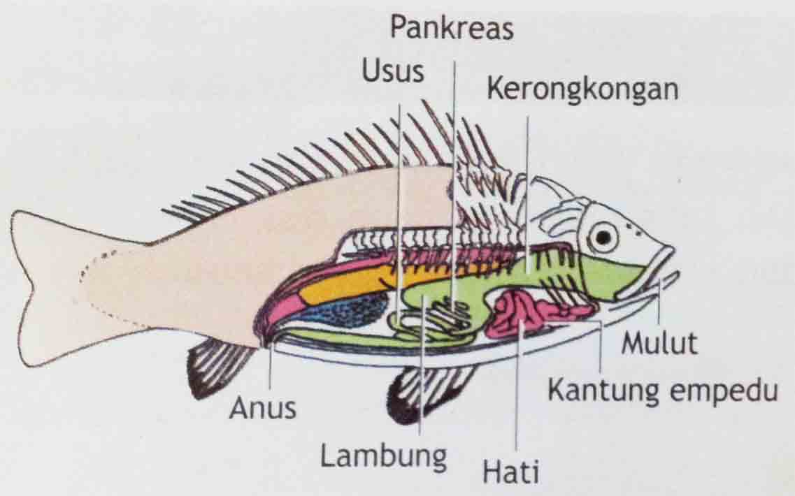 DUNIA PERIKANAN GAMBAR  BAGIAN  TUBUH IKAN 