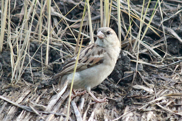 House Sparrow female, BPS Sep-18