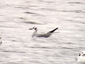 Bonaparte's Gull - Swithland Reservoir, Leicestershire
