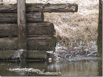 Heron